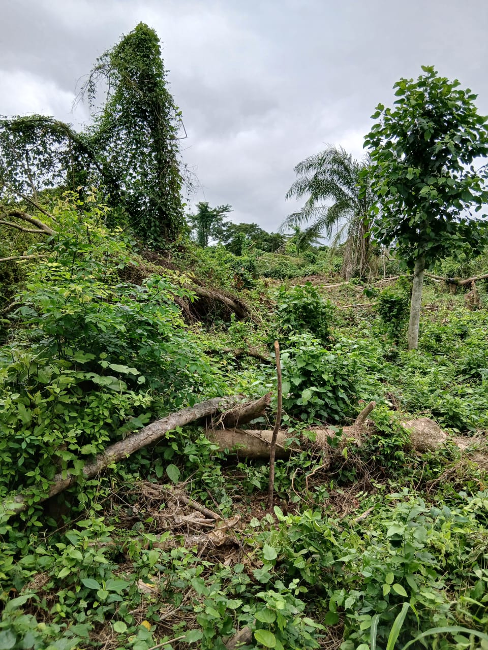 Aide pour achat de pépinière de palmier à huile pour création de nouvelle plantation