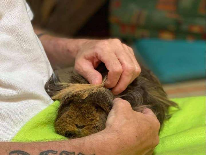 Soins vitaux pour Mimi, atteint de parvovirose