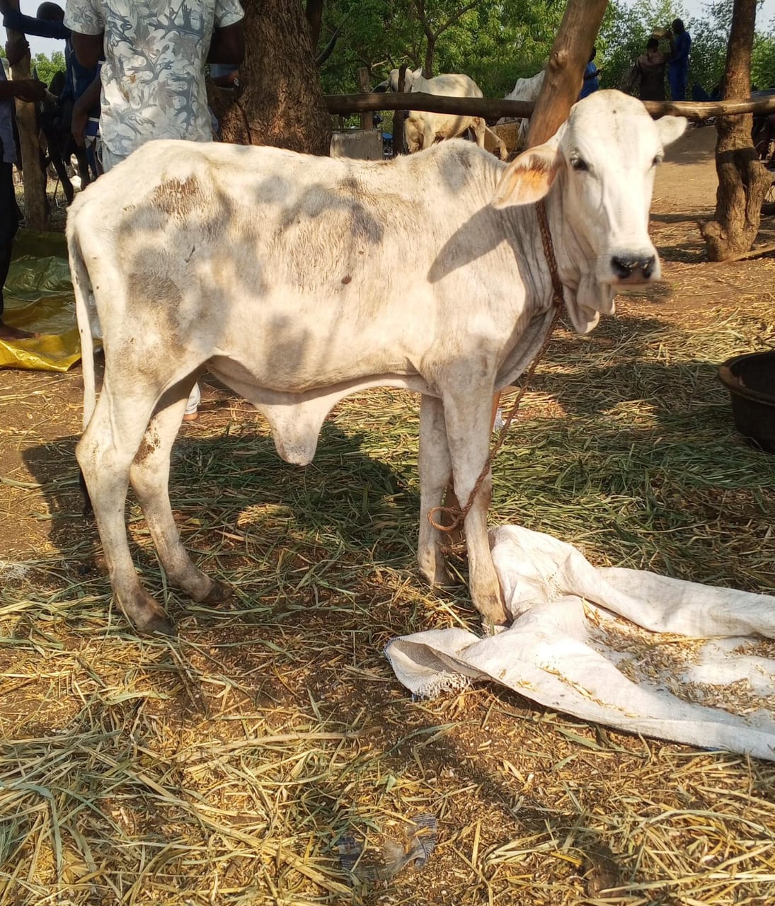 aidez nous a sauver les animaux de la forêt grâce à la construction d 'un dispensaire pour animaux au Togo