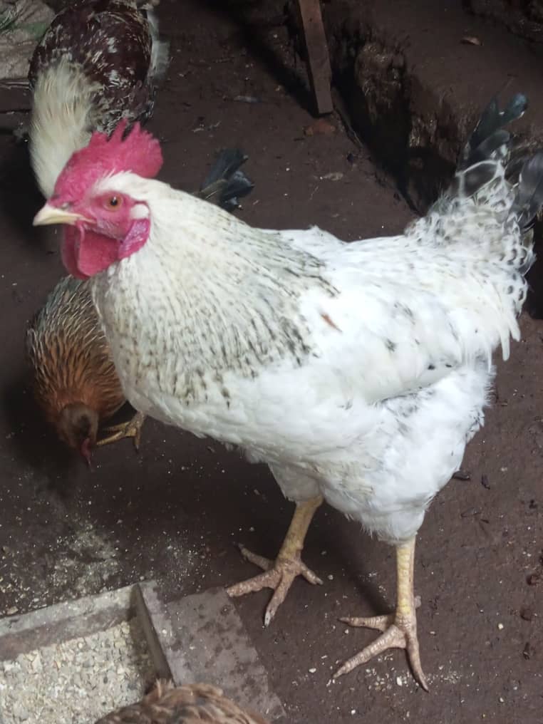 Projet d'élevage des poules pondeuses