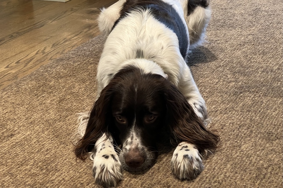 Aidez Stitch à combattre sa tumeur