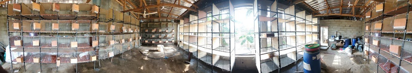 « De l’échec à la renaissance : élevage pilote de poulets chairs à Japoma Beach (Cameroun) – phase 1