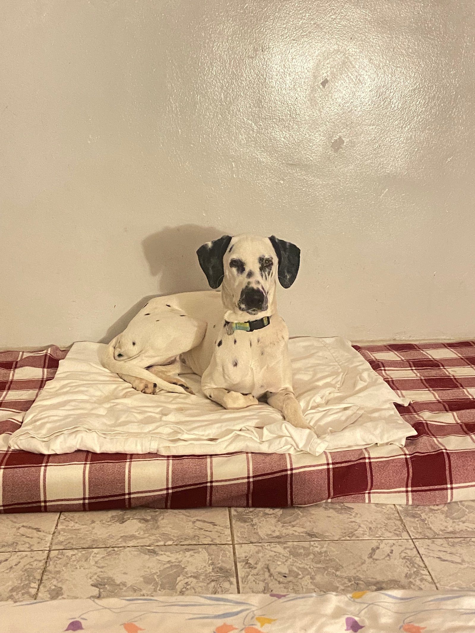 Rejetée par ma famille à cause de mon chien, seule mais déterminée à poursuivre mes études et garder espoir