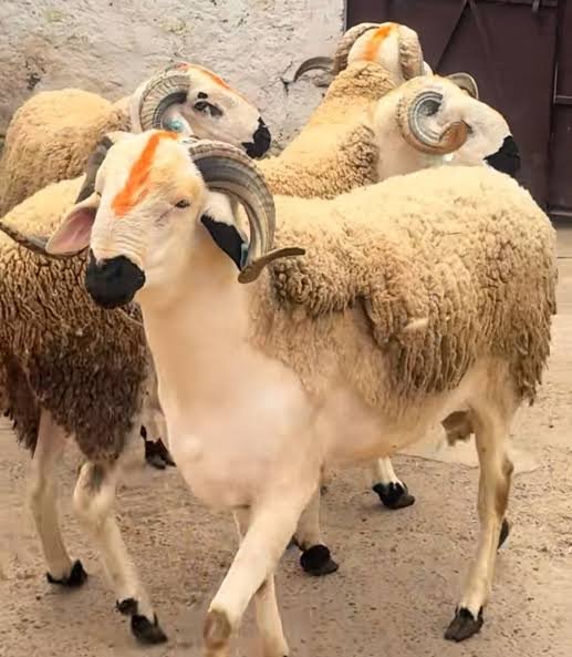 للنساعد تلاث عائلات في شراء عيد الأضحى