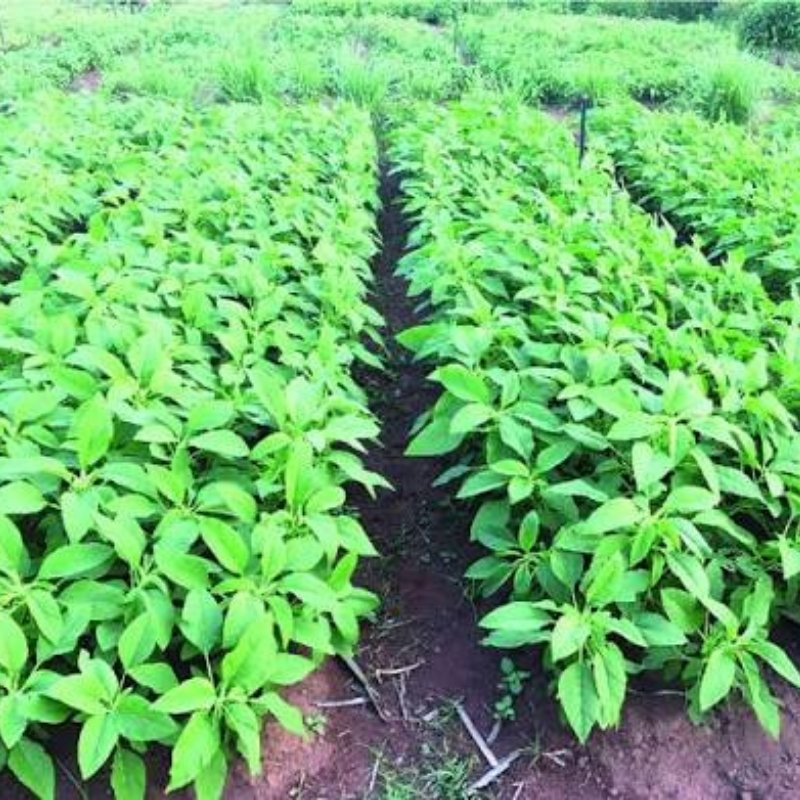 1 Hectare pour Nourrir les Enfants de Lubumbashi