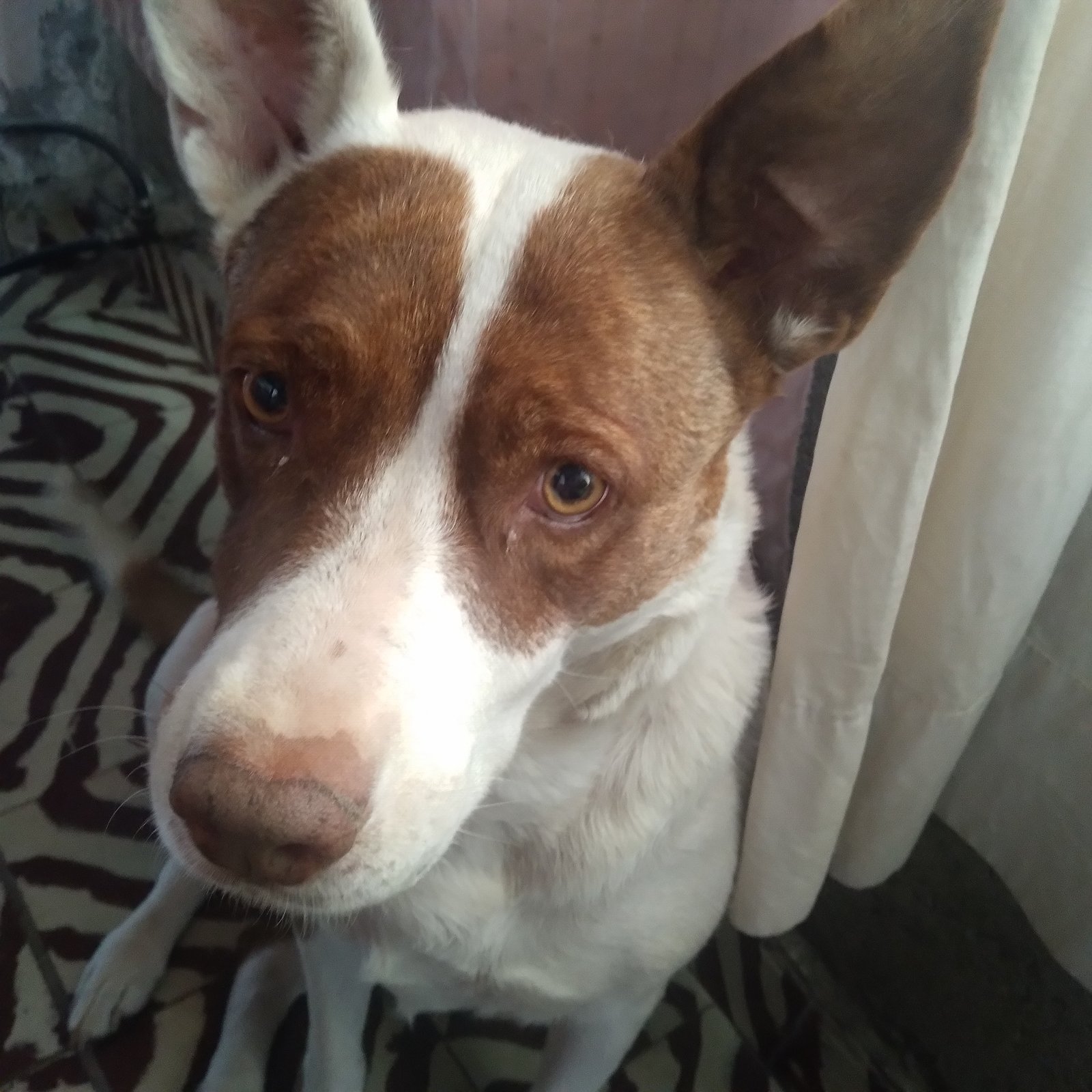 ​Only $1 to donate and $4 for platform fees can completely change the life of my dog Jeyka. Help us heal her! 🙏🐾