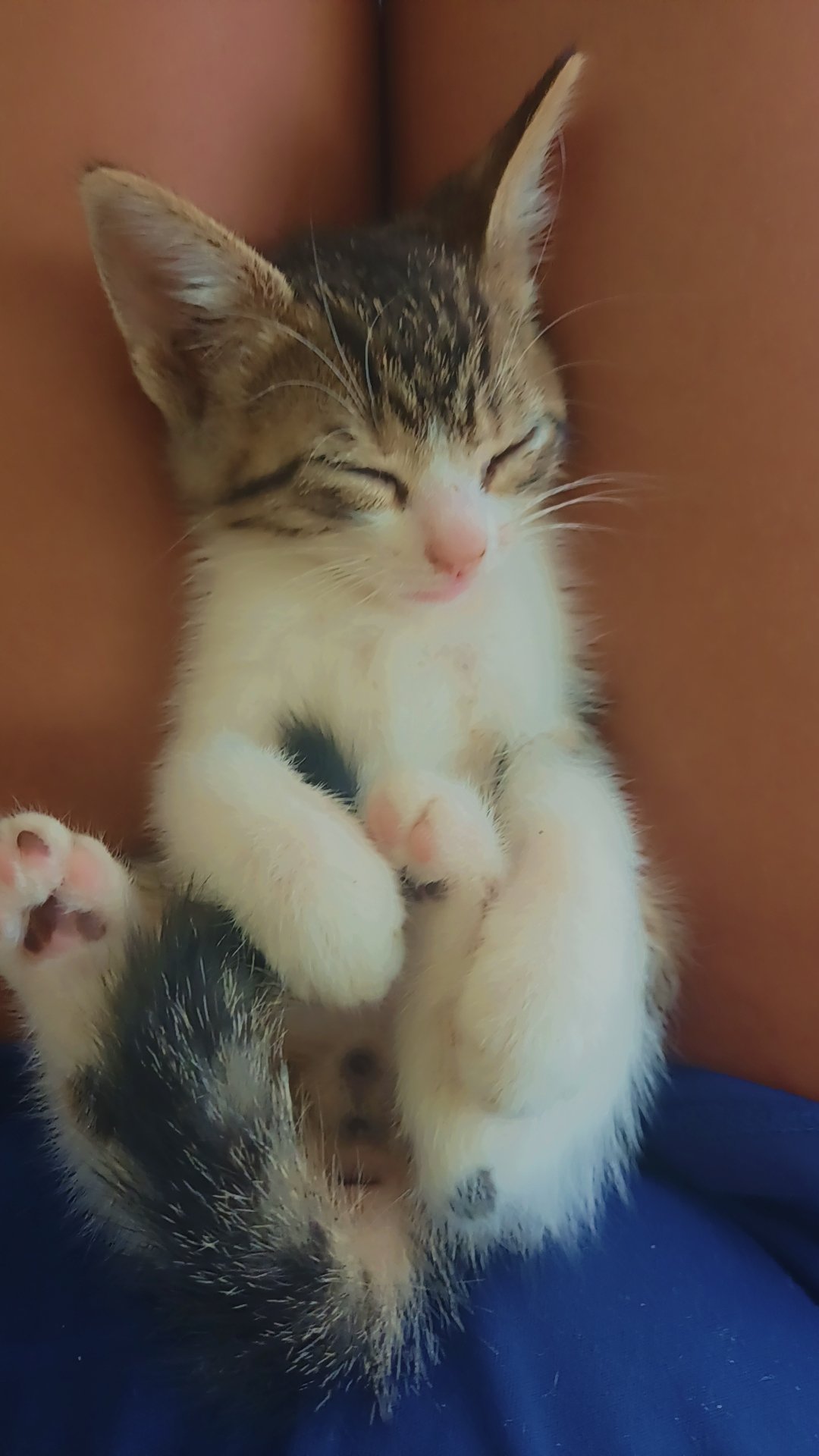 Ayuda a mis gatitos bebes a tener una mejor vida