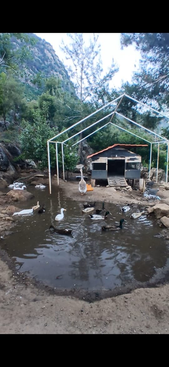 Help Sustain & Expand Alexi’s Animal Farm. Every Contribution Makes a Difference!