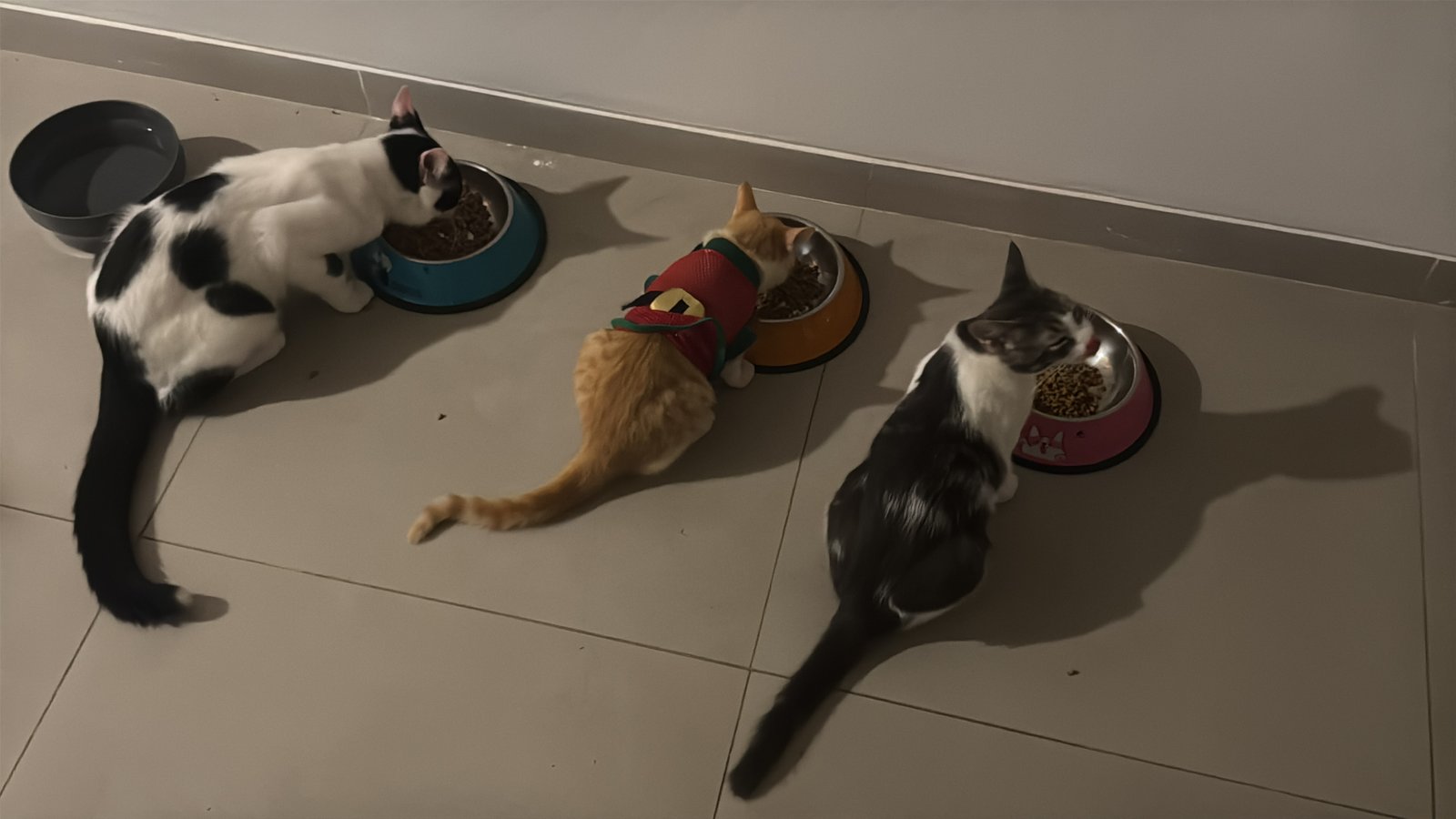 Animal Shelter Support Campaign