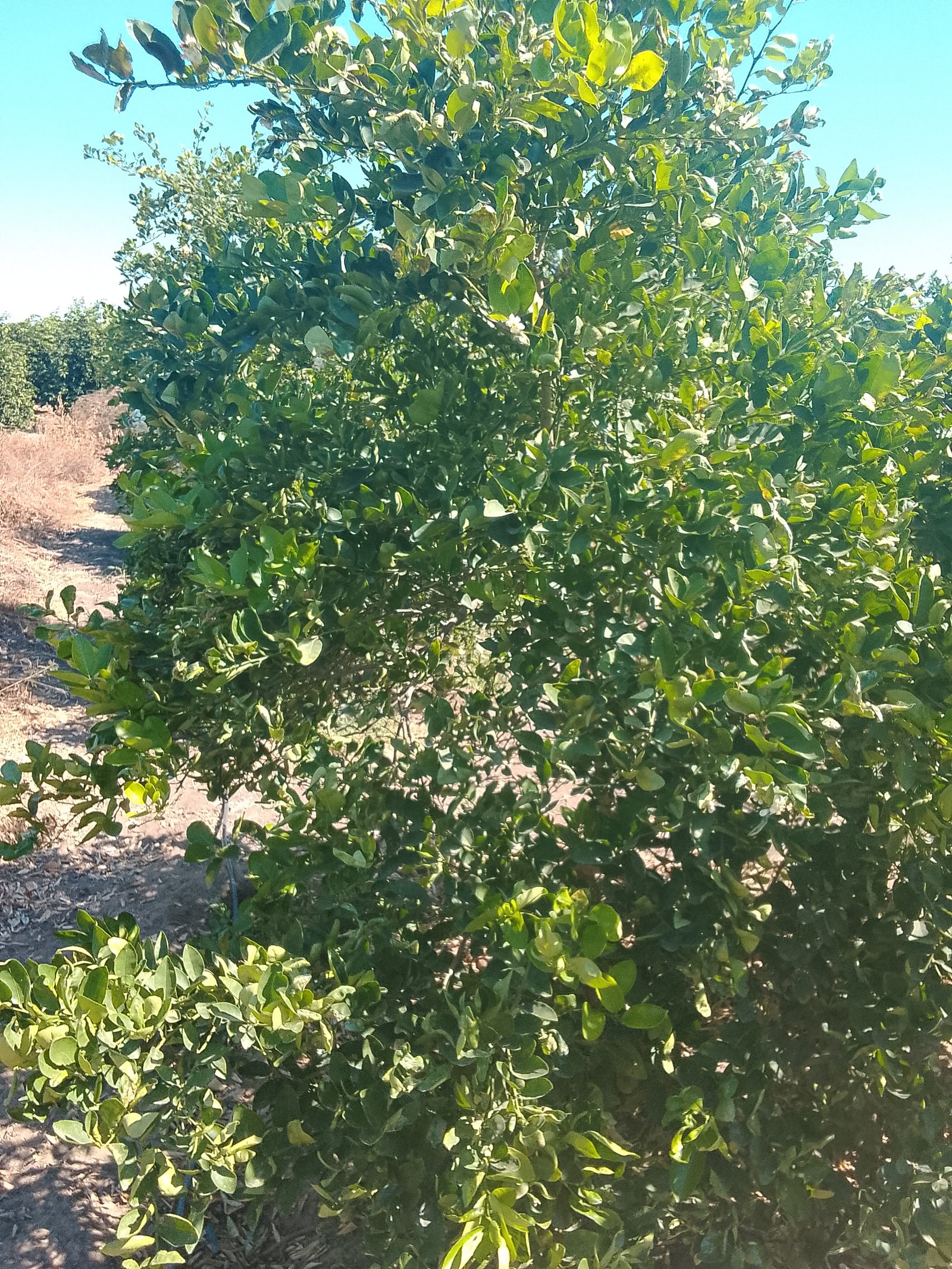 🙏Ayúdame a salvar mi cosecha de limones, el único sustento de mi familia en el norte de Perú 🇵🇪