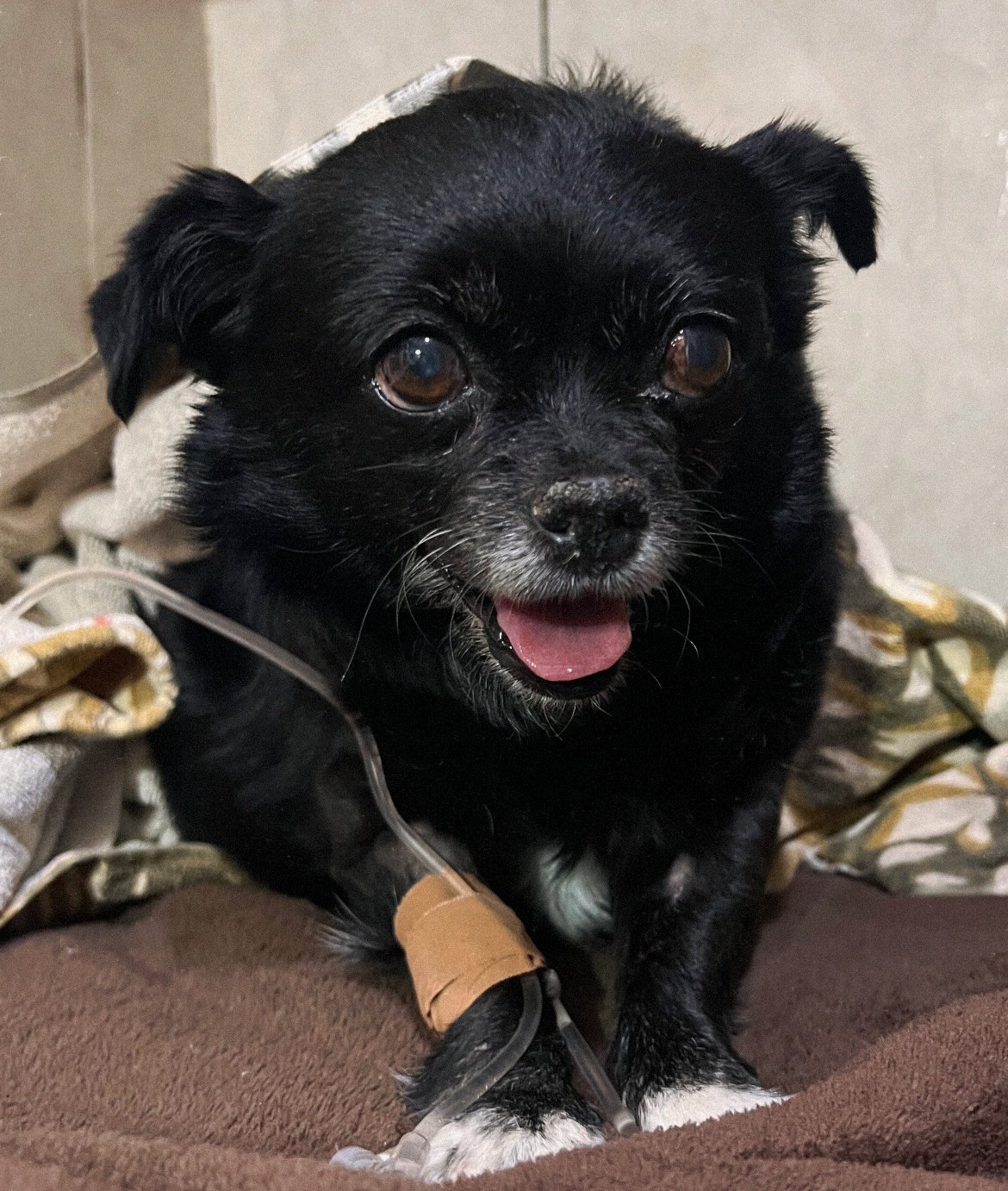 Pyometra Surgery for Negrita // Operación de Piometra de Negrita