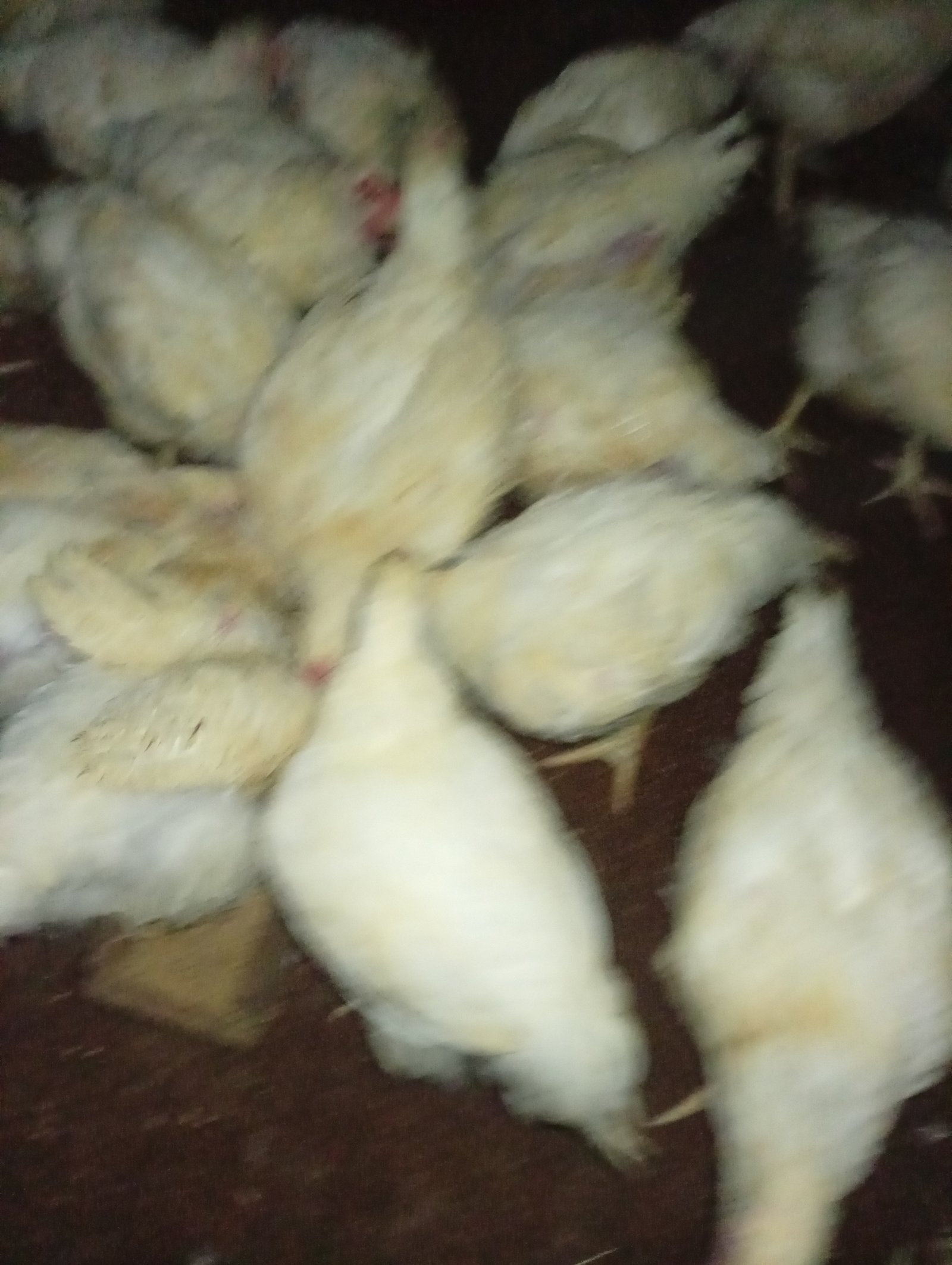 Help a Single Mother Grow Her Farm & Secure Her Daughters' FutureI am left alone to raise my three beautiful daughters.