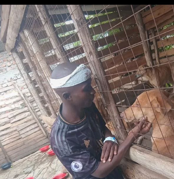 Help me find a better place for my furry friends.