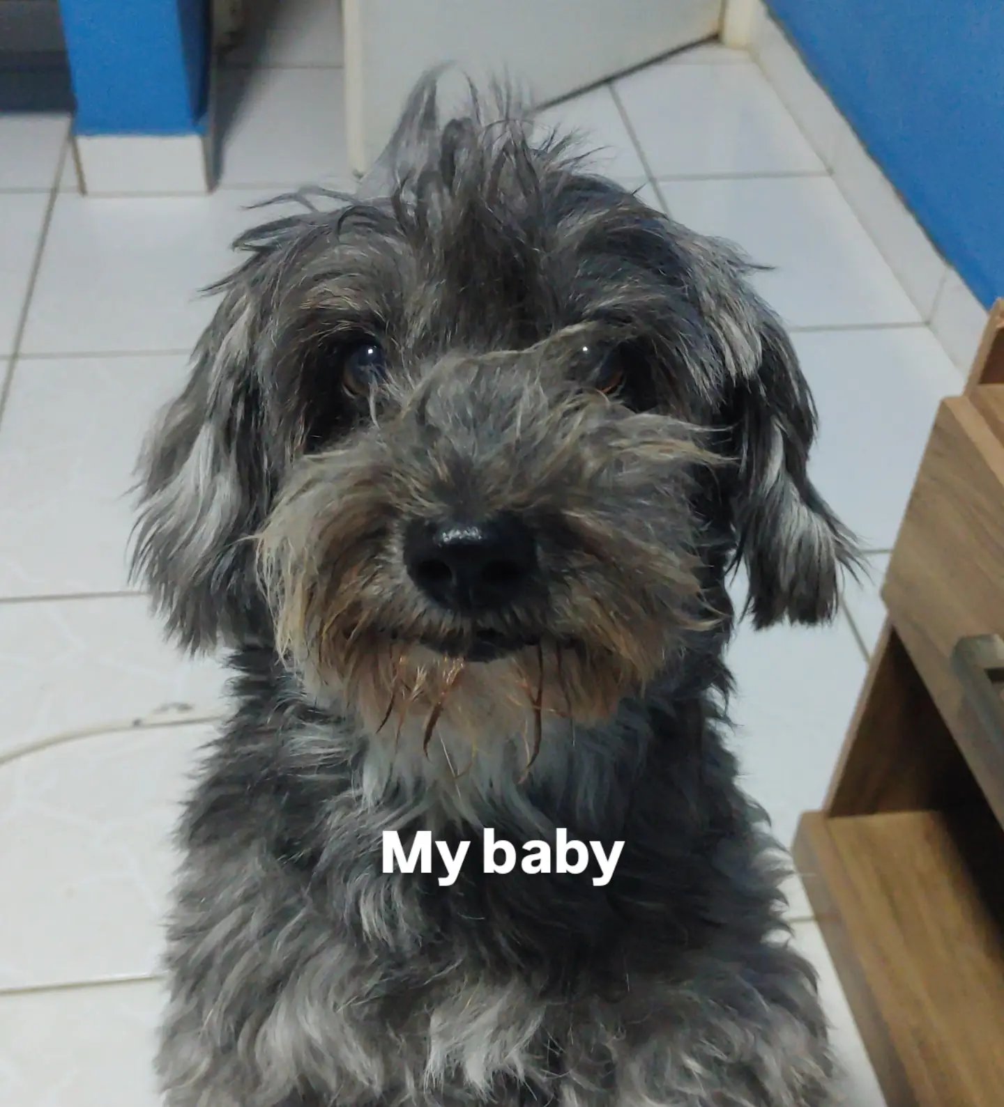 NEED HELP FOR ME AND MY SENIOR DOG!