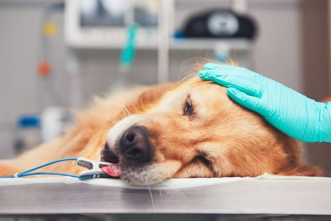 URGENT: HELP SAVE THIS SICK DOG’S LIFE — IMMEDIATE VETERINARY CARE NEEDED