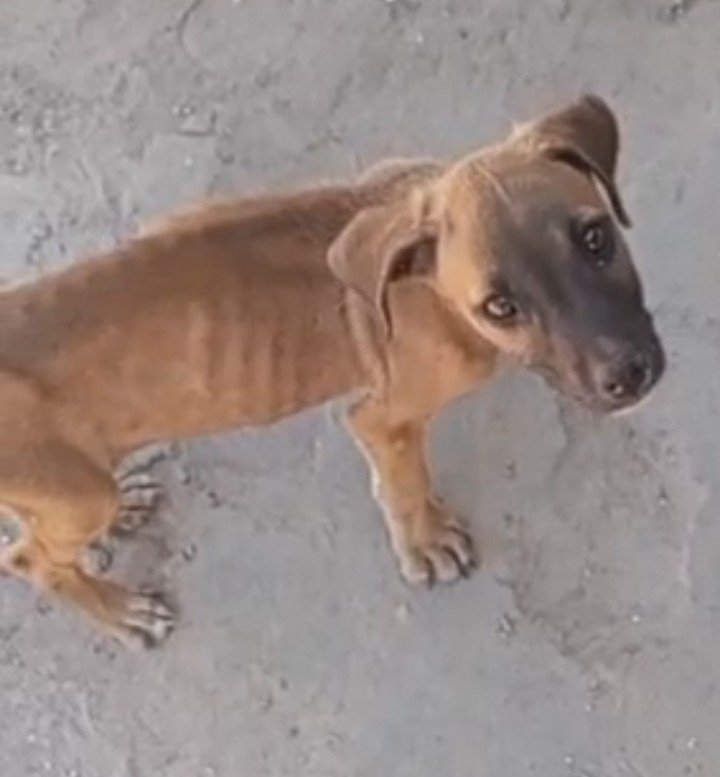 Ajude meu cachorro com os remédios ❤️🐶