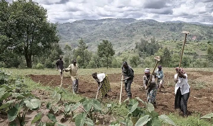 Urgence Uvira : 100 femmes veulent sauver 60 semences pour nourrir leurs enfants