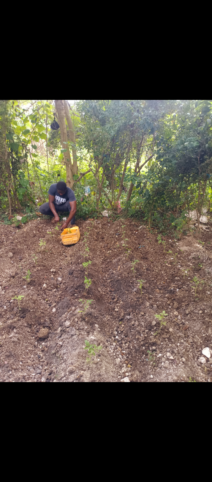 # Help me Build a Sustainable Chicken Coop