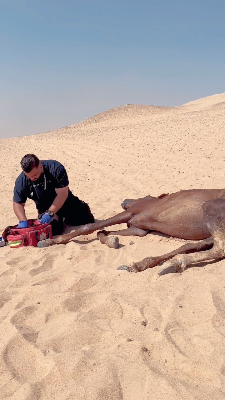 Give Rescued Horses a Second Chance: Build a Safe Haven