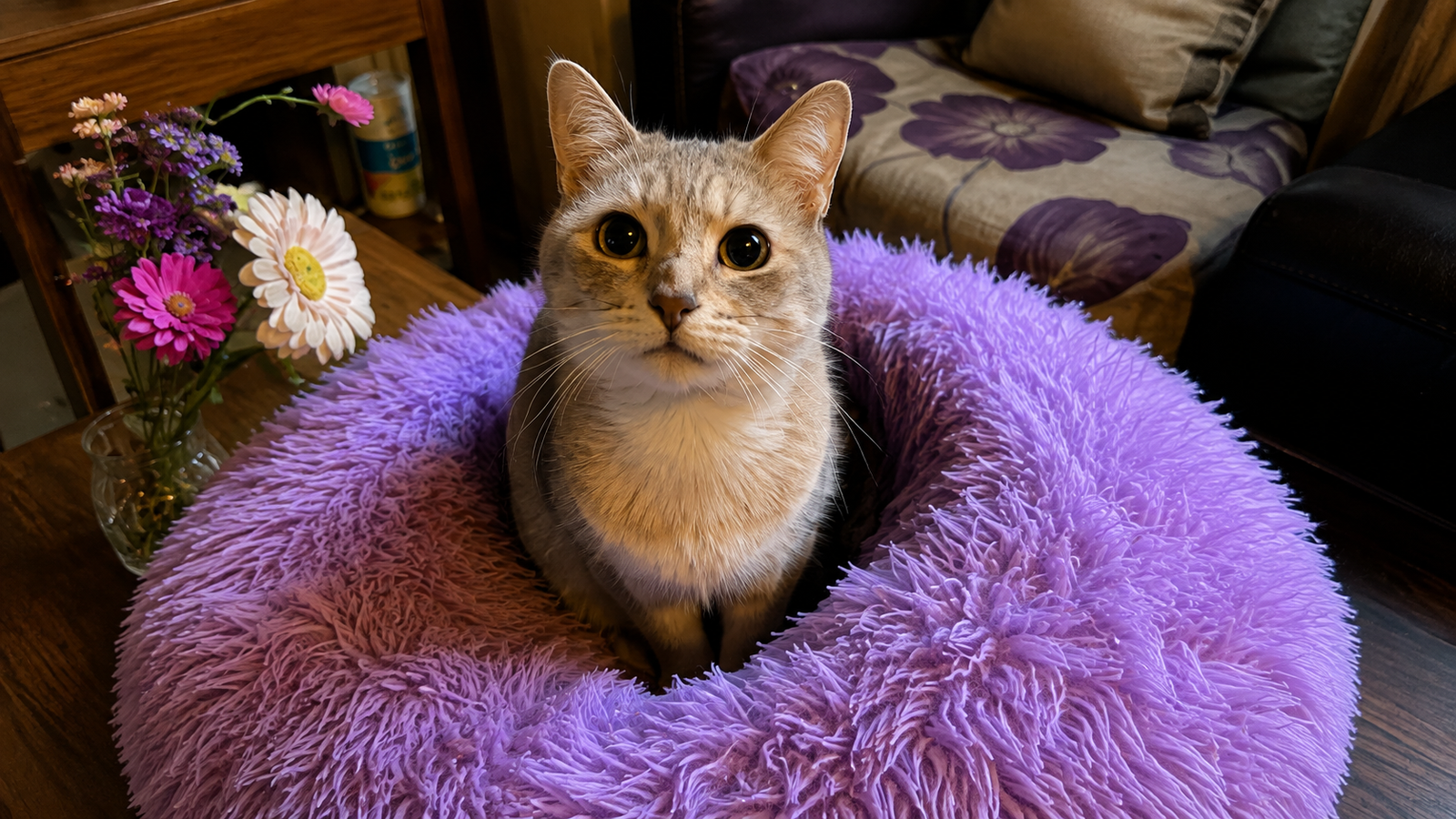 Help Me Cover Luna María’s Final Veterinary Expenses