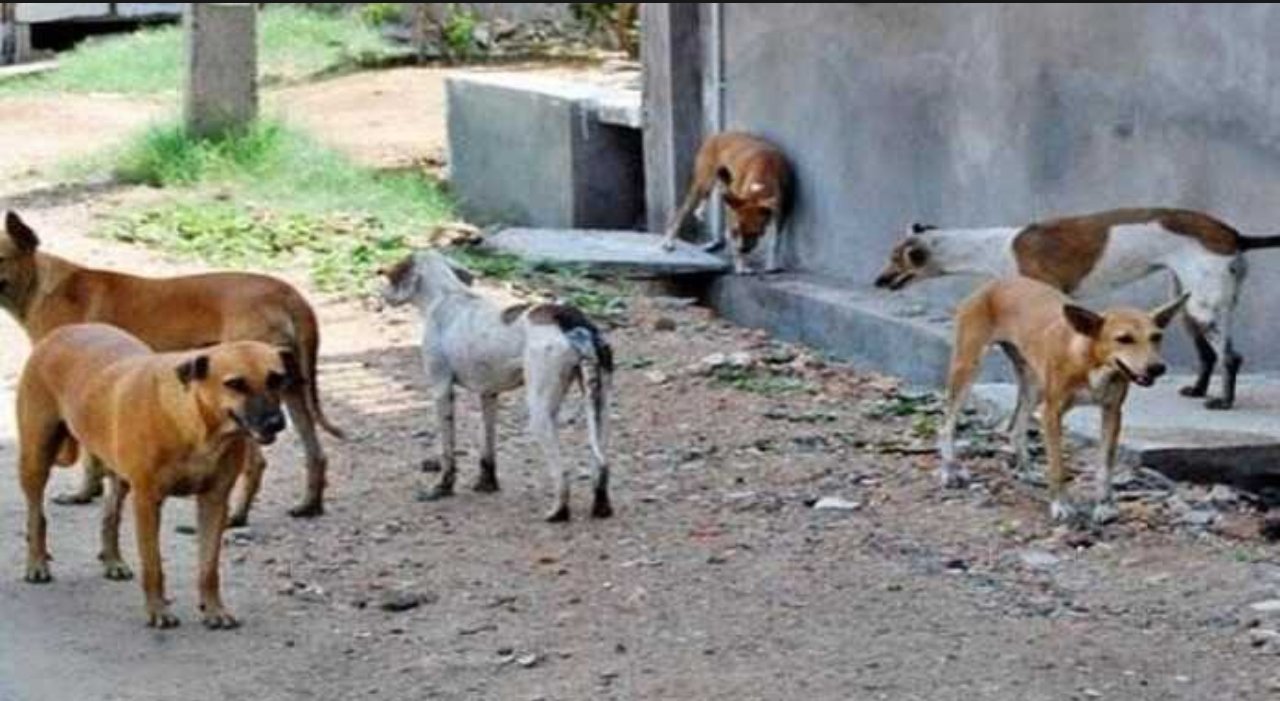 Sauvons les chiens errants d'Abidjan : Créons leur refuge !