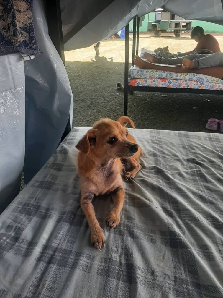 Ayudame a reconstruir mi vida y la de mi perrita luego de el fatal terremoto courrido en venezuela