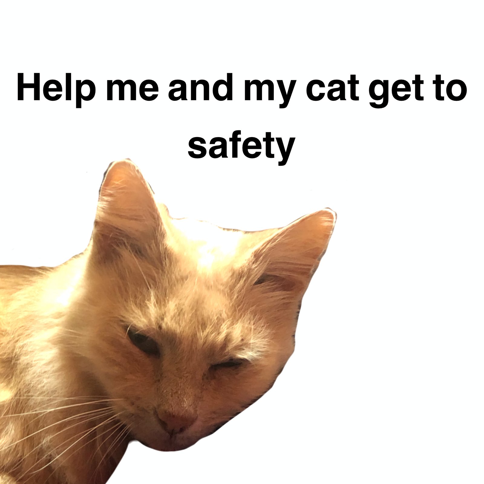 Help me escape an abusive home with my cat